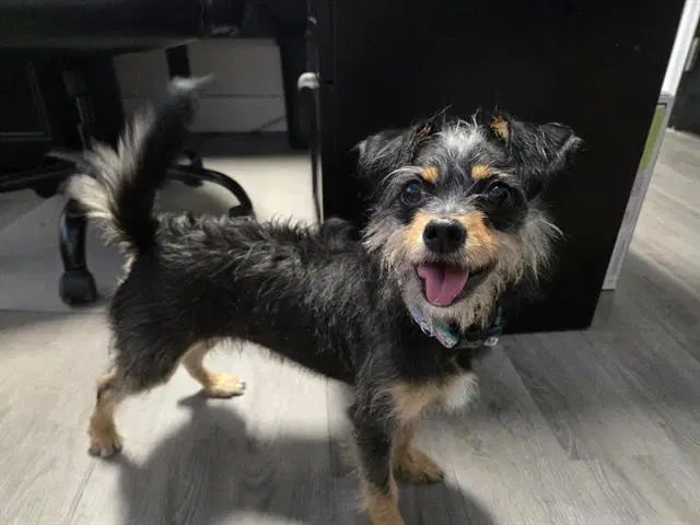 Mia - Terrier