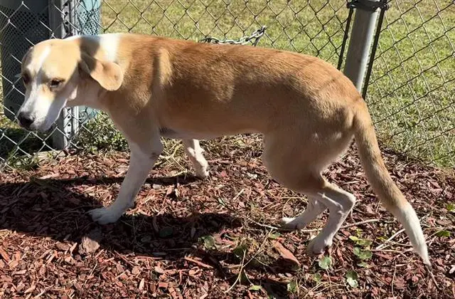 Edgar - Hound