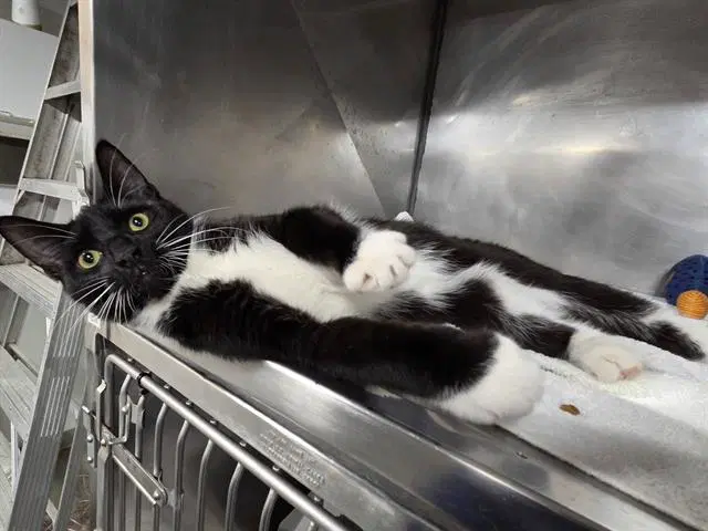 Mustache - Domestic Short Hair