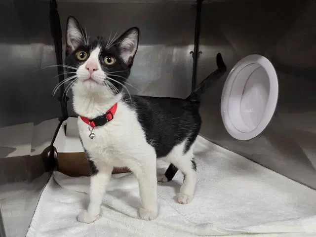 Oreo - Domestic Short Hair
