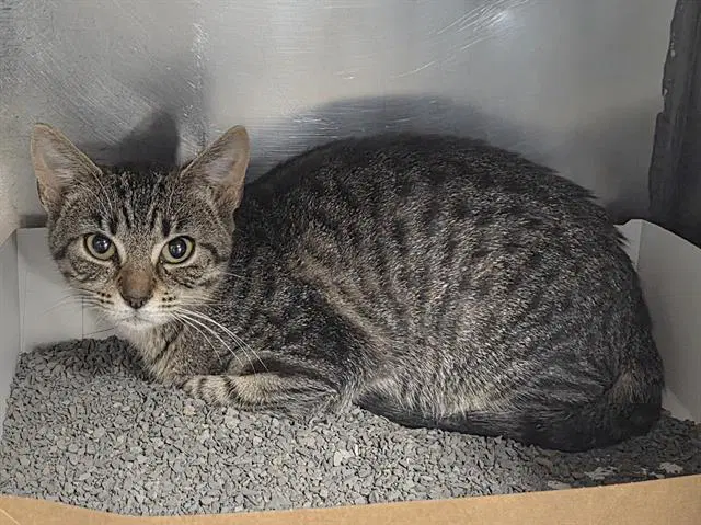 Mitzy - Domestic Short Hair