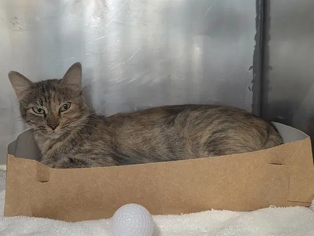 Dot - Domestic Short Hair