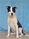 adoptable Dog in statesville, NC named ERIN