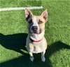adoptable Dog in statesville, NC named AIDEN