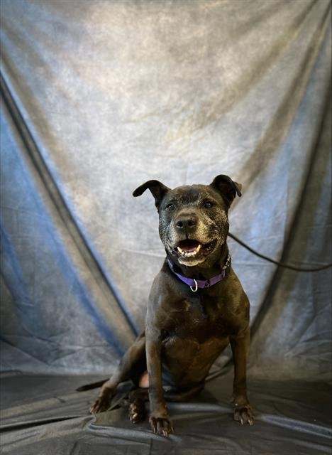 adoptable Dog in Statesville, NC named ABBY