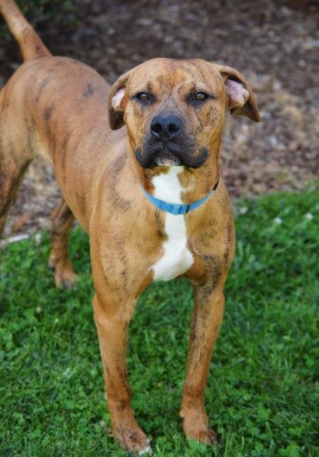 adoptable Dog in Statesville, NC named ROCKY