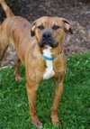 adoptable Dog in statesville, NC named ROCKY
