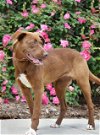 adoptable Dog in statesville, NC named POPPY