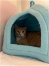 adoptable Cat in statesville, NC named TUCKER
