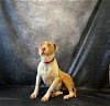 adoptable Dog in statesville, NC named GEORGIA