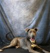 adoptable Dog in , NC named DEXTER
