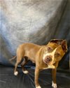 adoptable Dog in statesville, nc, NC named TIA