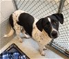 adoptable Dog in statesville, nc, NC named KOVU