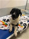 adoptable Dog in statesville, nc, NC named SIMBA