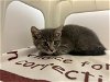 adoptable Cat in statesville, nc, NC named KYAN