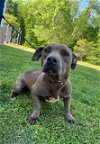 adoptable Dog in statesville, NC named GRACE