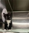 adoptable Cat in statesville, NC named CAVIAR