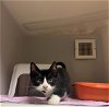 adoptable Cat in statesville, nc, NC named MICKEY