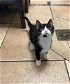adoptable Cat in statesville, NC named MICKEY
