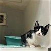 adoptable Cat in statesville, NC named FIONA