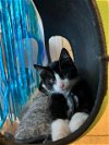 adoptable Cat in statesville, NC named CARL
