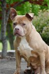adoptable Dog in statesville, NC named GRETA