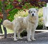 adoptable Dog in statesville, NC named BINDI