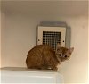 adoptable Cat in statesville, NC named FRED