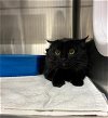 adoptable Cat in statesville, NC named LEO