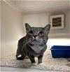adoptable Cat in statesville, NC named MILO