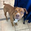 adoptable Dog in statesville, NC named RANGO