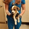adoptable Dog in statesville, NC named REYA