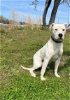 adoptable Dog in statesville, NC named BEETHOVEN