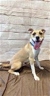 adoptable Dog in  named CAIDEN