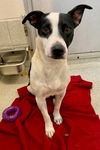 adoptable Dog in Statesville, NC named TUX