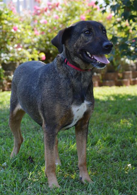 adoptable Dog in Statesville, NC named BUG