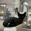 adoptable Cat in Statesville, NC named DR. PHIL