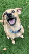 adoptable Dog in  named JAZZY