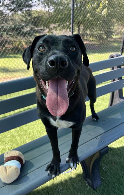 adoptable Dog in Statesville, NC named LANEY