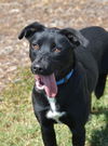 adoptable Dog in Statesville, NC named LAYLA