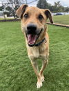 adoptable Dog in , NC named SCOOT