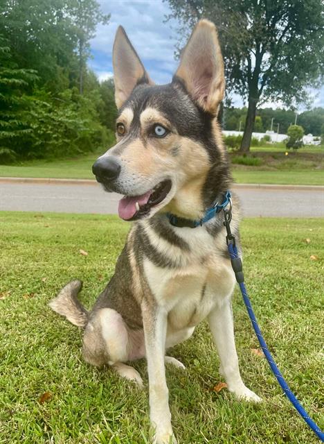 adoptable Dog in Statesville, NC named BUTLER