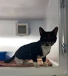 adoptable Cat in Statesville, NC named FRANK