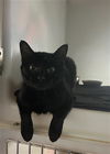 adoptable Cat in Statesville, NC named BUCKEY