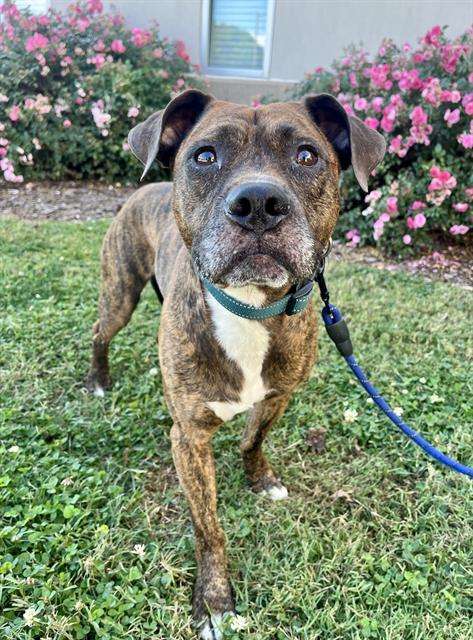 adoptable Dog in Statesville, NC named TOPHER