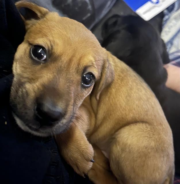 adoptable Dog in Statesville, NC named MABEL