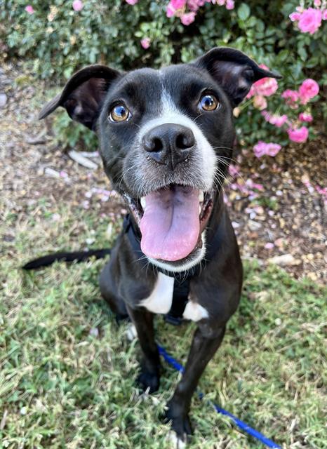 adoptable Dog in Statesville, NC named PENNY