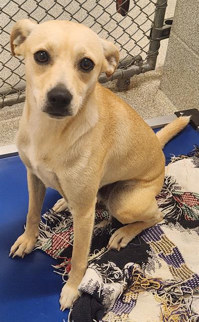 adoptable Dog in Statesville, NC named LUNA