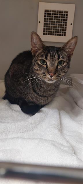 adoptable Cat in Statesville, NC named ELLIS