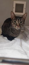 adoptable Cat in , NC named ELLIS